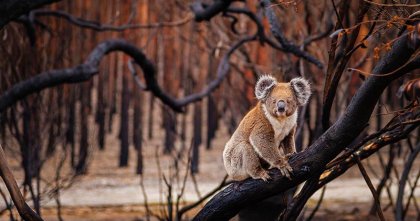 Los koalas en peligro de extinción en Australia