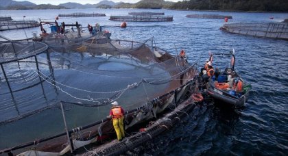 Fueron 14 las muertes durante el año 2021 de trabajadores y buzos en las salmoneras de la Patagonia