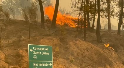 Monocultivo: 63% de las áreas afectadas son plantaciones forestales