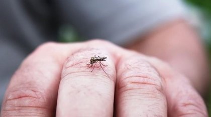 Por lluvias y vientos el AMBA se llenó de mosquitos