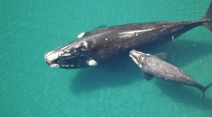 ¿Por qué la exploración sísmica podría traer consecuencias irreversibles para las ballenas francas en el Mar Argentino?