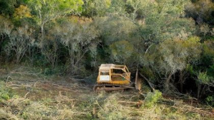 Desmontaron miles de hectáreas de bosque nativo en Salta: el Gobierno solo hace sumarios