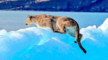 Un puma en un témpano: cosas que pasan en el Lago Argentino