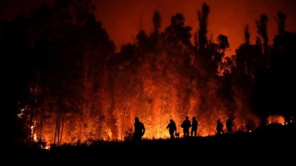 Monocultivo: las plantaciones forestales detrás de los devastadores incendios en Chile