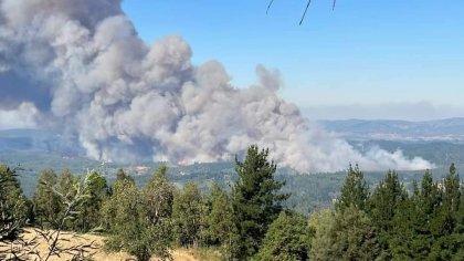 Decreto 701: ¿Por qué mantiene el modelo forestal y el negocio de dos grandes familias?