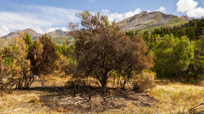 El incendio en Los Alerces: Ni los mapuches ni la soberanía nacional