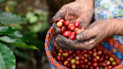 Cafeticultores contra la inversión de Nestlé en México