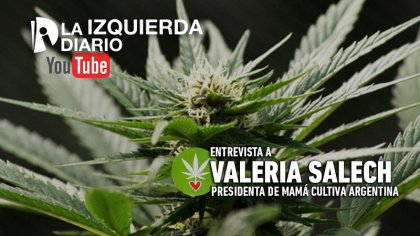 [Entrevista a Valeria Salech] "Las y los autocultivadores somos el eslabón más débil de la cadena". - YouTube