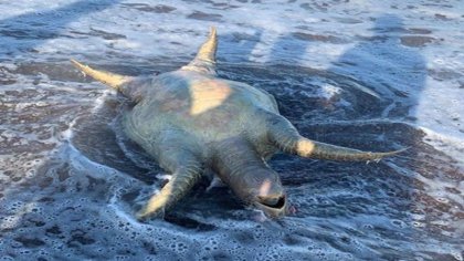 Grupo México niega afectaciones a vida marina por derrame en el Mar de Cortés