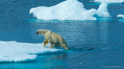 Osos polares, íconos de la crisis climática: cada vez más delgados y hambrientos