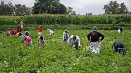 Usar y tirar: los jóvenes migrantes son mano de obra barata para el gobierno español