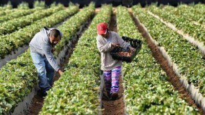 Trabajadores agrícolas, esenciales antes y durante crisis sanitaria en EE.UU.