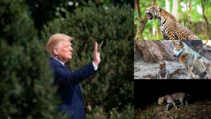 Jaguar y lobo mexicano, especies amenazadas por el muro de Trump