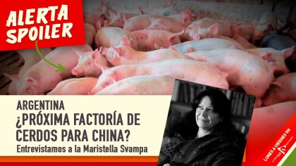 &#128022; ARGENTINA ¿PRÓXIMA FACTORÍA DE CERDOS PARA CHINA? | Entrevista a Maristella Svampa - YouTube