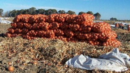 Golondrinas en Bahía Blanca: quieren volver a Salta pero el COE de Sáenz no autoriza