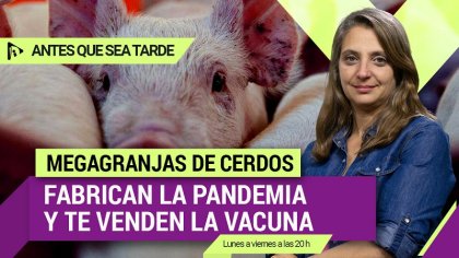 MEGAGRANJAS de CERDOS : Fabrican la PANDEMIA y te Venden la VACUNA - YouTube