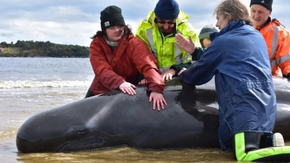 Varamiento masivo de ballenas en Australia: las hipótesis sobre el desastre ambiental