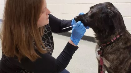 Testearon a un centenar de animales para saber si se contagian con covid-19