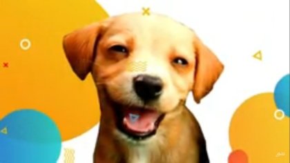 Existe la sonrisa en los perros como en los humanos, confirma estudios