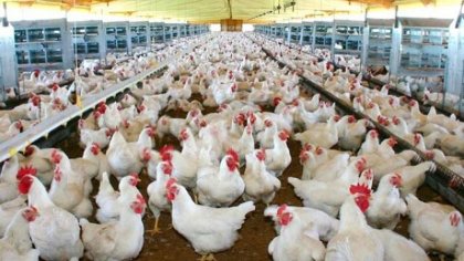 Países Bajos: sacrifican 190 000 gallinas y pollos por un nuevo foco de gripe aviar