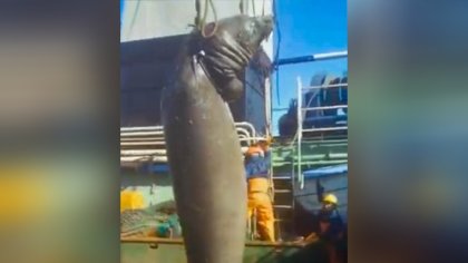 Pesqueros chinos y coreanos hacen caza ilegal de elefantes y lobos marinos en la Patagonia