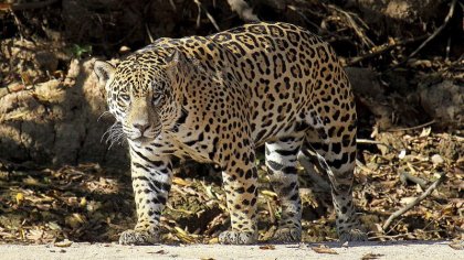 El yaguareté y su hábitat en riesgo: Gobierno de Salta avala desmontes para el agronegocio