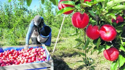 Trabajadores golondrina en Río Negro: "Nos traen como esclavos y nos tiran acá”