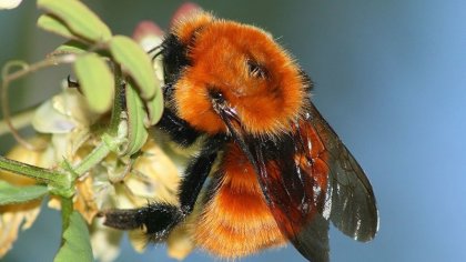 Las abejas no pueden esperar: alertan sobre la notable caída de estos insectos esenciales