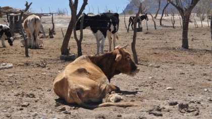 Veracruz: Ganadería golpeada por crisis climática y privatización del agua