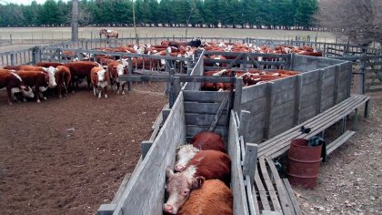 Paro ganadero, impotencia del gobierno: ¿qué pasa con la carne?