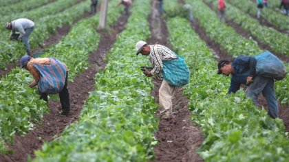 ¿Empleo genuino? Beneficiarios de programas sociales podrán ser cosecheros por temporada