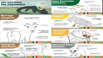 ¿Eso es un borrego?... los mejores memes de las infografías de la PROFEPA