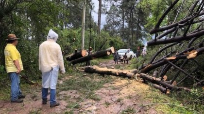 Comunidades y trabajadores se organizan para defender el bosque de Michoacán