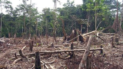 Glasgow: el Gobierno firmó un compromiso “no vinculante” para frenar la deforestación