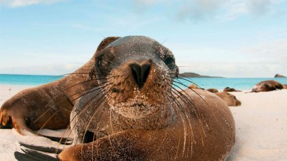 La crisis climática pone en riesgo la supervivencia del león marino antártico