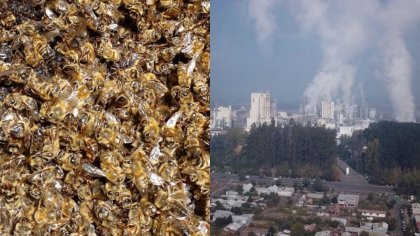 Forestal Mininco de Empresas CMPC es acusada de ser responsable de la muerte de miles de abejas