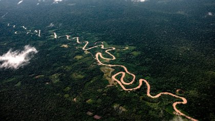 Minera canadiense derrama químicos y provoca inédita mortandad de peces en la selva amazónica