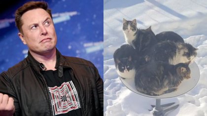 Elon Musk vs los gatos: antenas de Starlink son invadidas por felinos en invierno