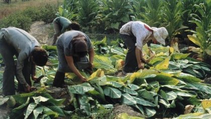 Nueva denuncia sobre explotación infantil y trata de personas en el sector tabacalero