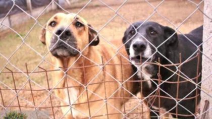 En Coronel Suárez el intendente busca eliminar los perros de las calles