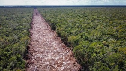 Ecocidio: Grupo México devasta selva para obras del Tren Maya