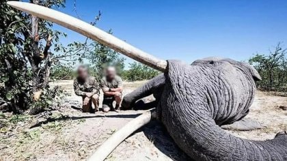 Irracional: pagó 50 mil dólares para matar un elefante considerado el más grande de Botsuana