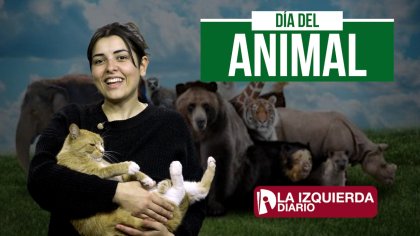 &#127758; Día del animal ¿Por qué es? ¿Hay algo para celebrar? &#128005; &#129426; &#128029; &#128051; - YouTube