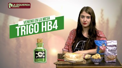 La mesa va a estar servida con veneno: el gobierno aprobó el trigo transgénico HB4 - YouTube