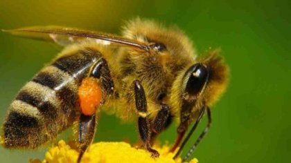 ¿Qué le pasó a las abejas?: la lucha de los mayas por la selva y los polinizadores