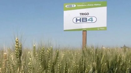 Trigo HB4: Bioceres sí destaca su resistencia al glufosinato de amonio