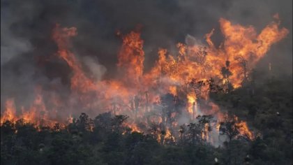 Incendios forestales y los daños al ecosistema en Coahuila