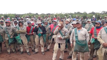 Ledesma: cosecheros de finca Maíz Negro pararon contra sanciones arbitrarias