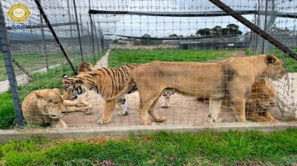 ¿Qué pasó en el refugio Black Jaguar - White tiger en la CDMX?