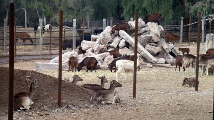 A más de dos meses del cierre del Zoo: "Algunos animales se siguen muriendo" 